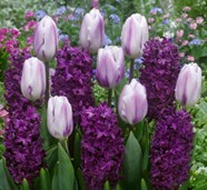 Purple Tulips and Hyacinth in full bloom